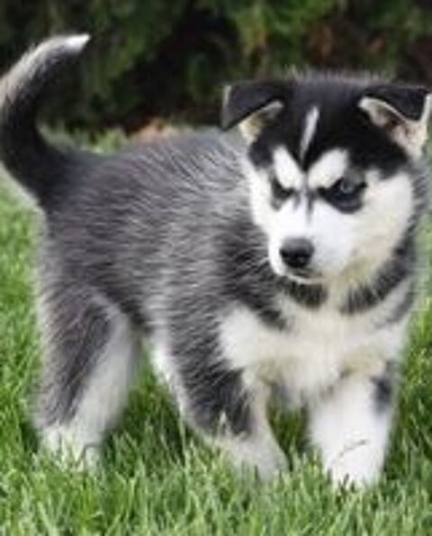   Chiots type Husky de Sibérien LOF excellente ligné 