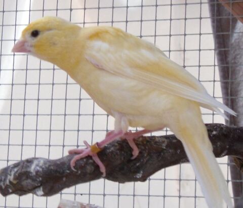 Jeunes canaris jaune et blanc 25 73330 Le pont-de-beauvoisin