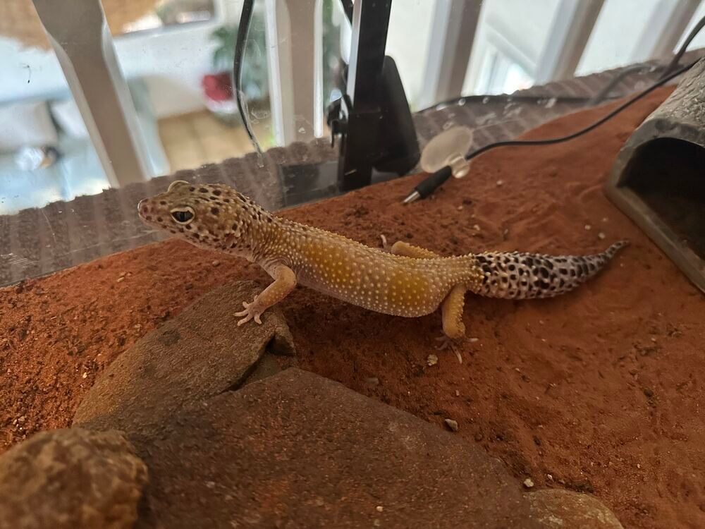 Gecko Leopard + Terrarium 