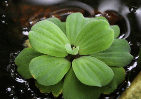 pistia lentille eau
plante florrante daquarium type nenuphar 69380 Les chres