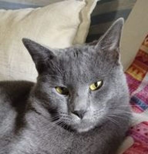   OTTO 