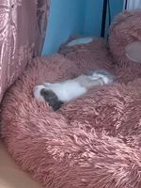   Don de lapin  