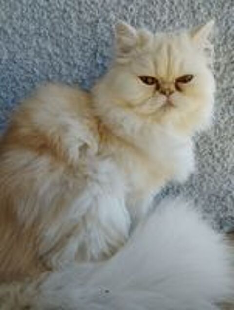   Magnifique Chaton Mâle PERSAN LOOF 