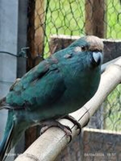   Couple de kakariki Bleu  