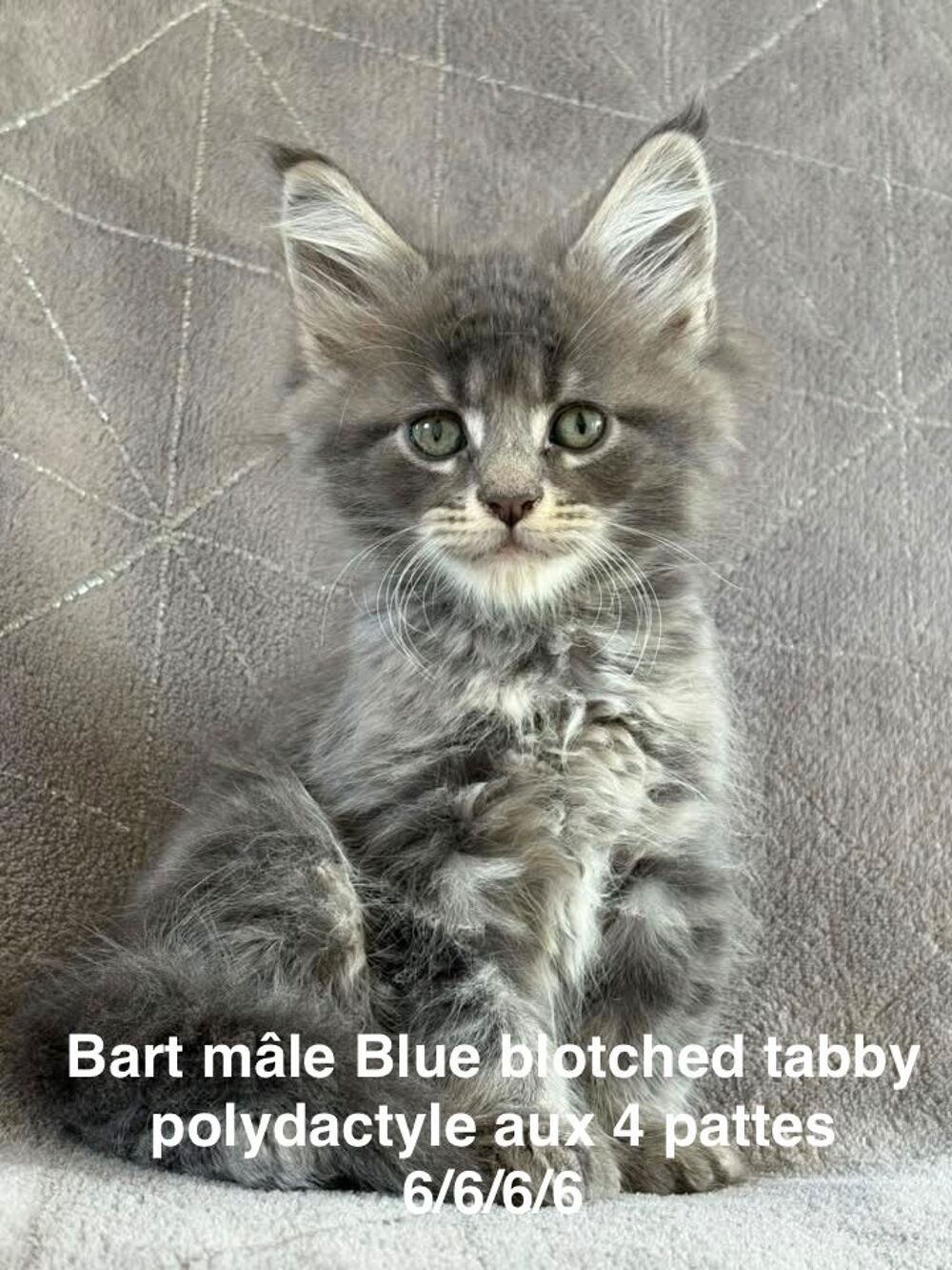   Superbes Chatons Maine coon mâles et femelle LOOF 