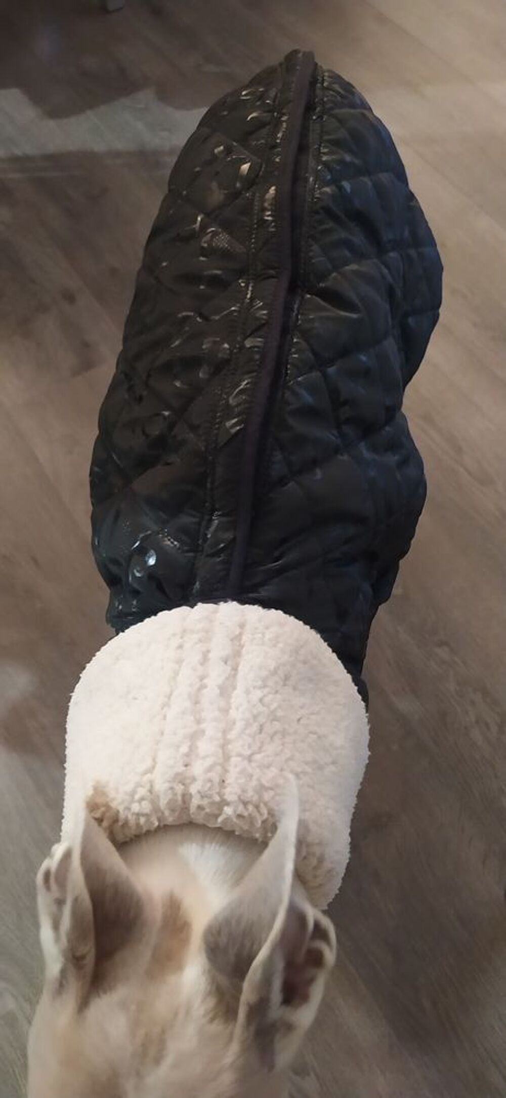 Manteau pour Chien Motif imprim&eacute; Noir Vêtements