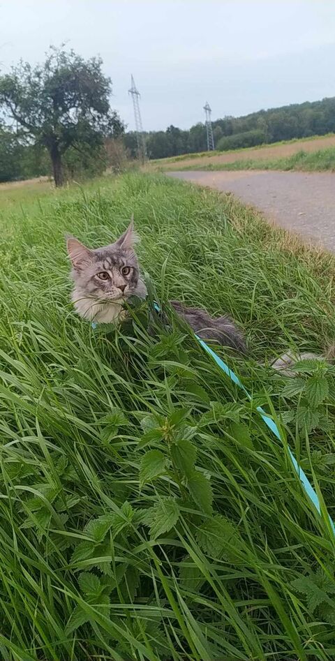 Chat de race ? 750? avec tous ses accessoires 750 69500 Bron