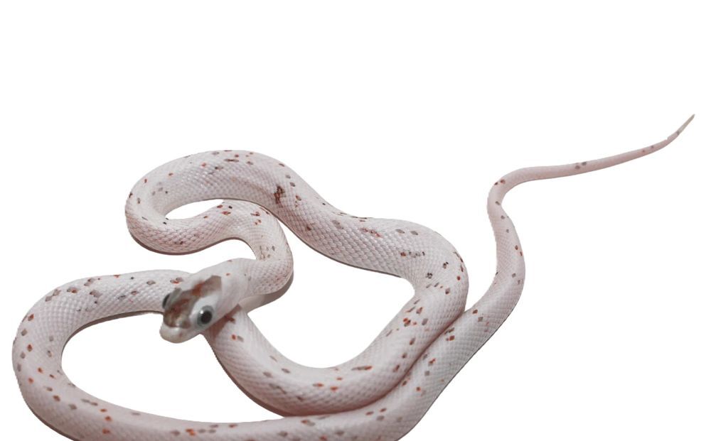   Couple de Pantherophis Guttatus Palmetto NC 25 