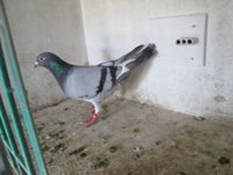   PIGEON VOYAGEUR 