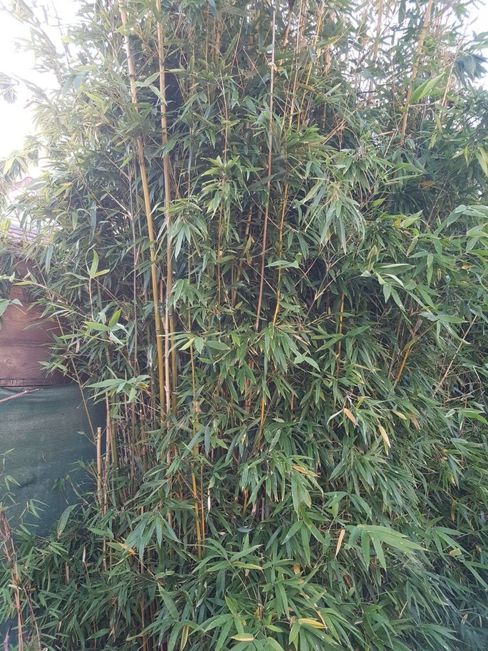 Bambou commun (Bambusa vulgaris) Jardin