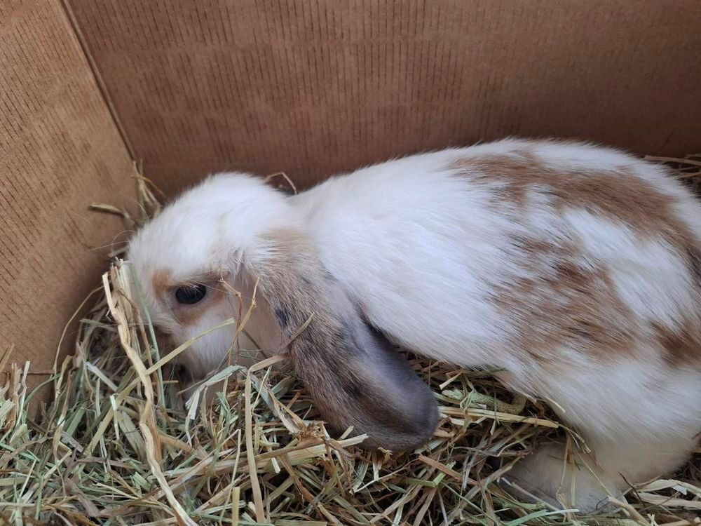   ! lapin bélier mâle 3-4 mois 