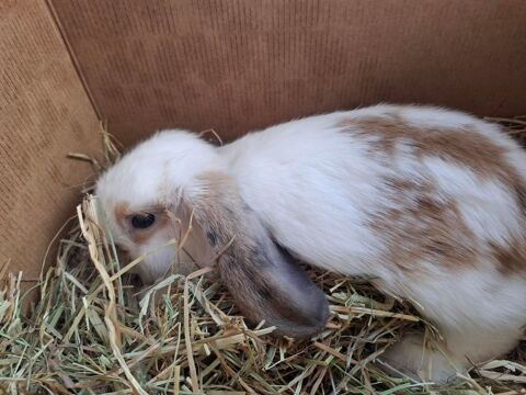 ! lapin b&eacute;lier m&acirc;le 3-4 mois 50 62113 Sailly-labourse