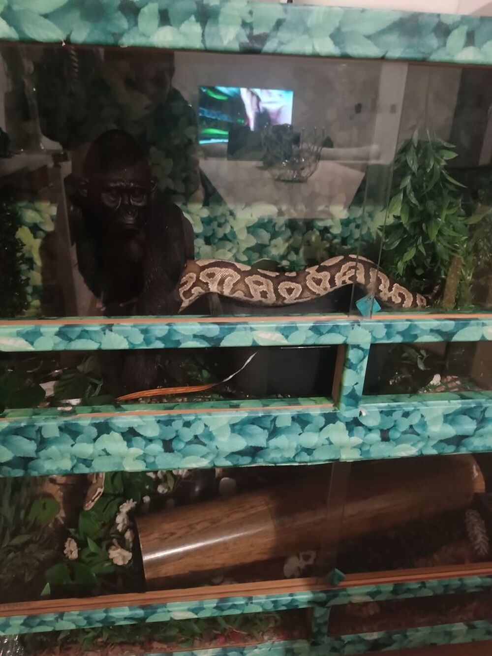   Python royal + terrarium  