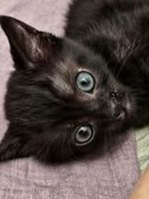   Chat LOUSTIC à l adoption 