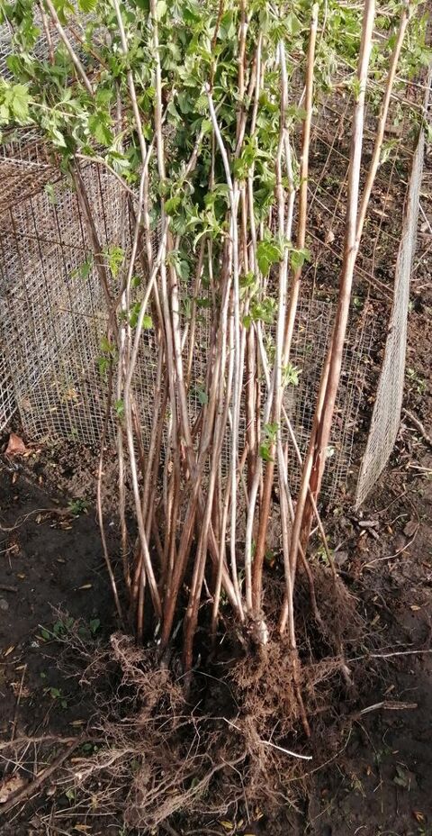 Pieds de framboisiers 1 Saint-Georges (62)