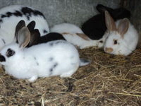   lapin  