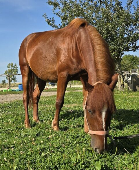 PONEY C CLUB OU LOISIR 5500 27310 Bourg-achard