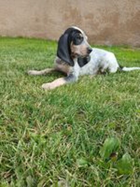   Donne 2chiots petit bleu de Gascogne 