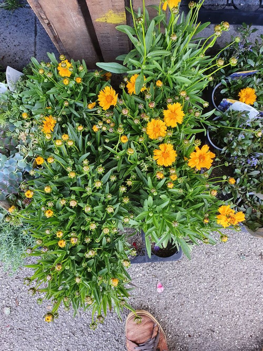 Disponible lots de plantes vivaces 
Jardin