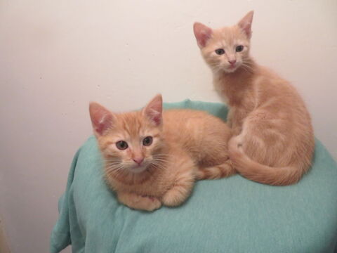 2 chatons roux 0 69270 Fontaines-sur-saône