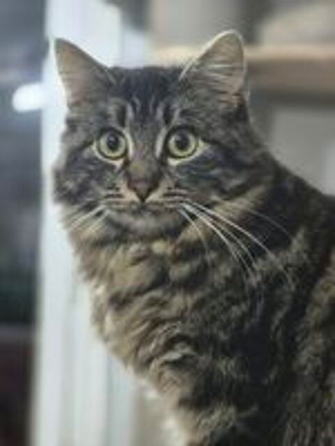  ACHILLE 