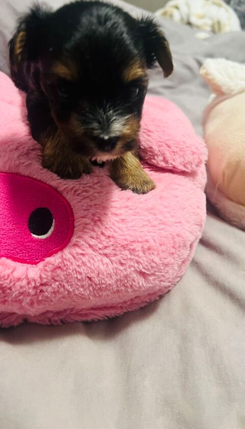 Chiots Yorkshire &agrave;   croquer 1800 29000 Quimper