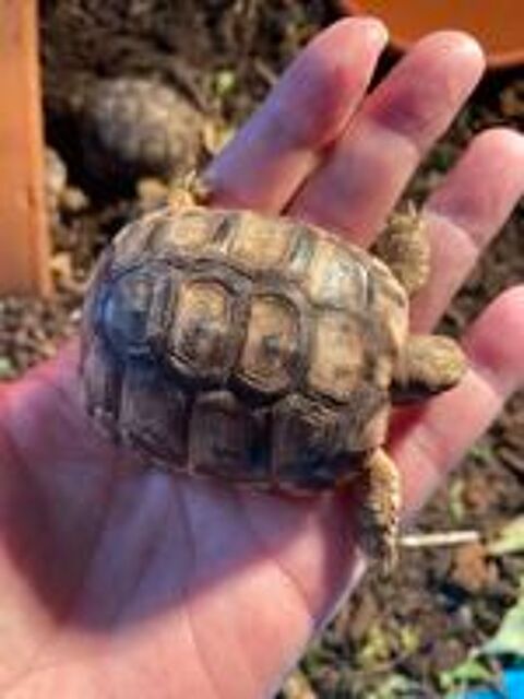   BB tortues grecques  