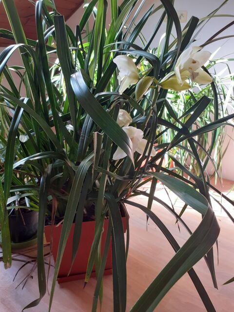 Orchide  cyndidium 40 Le Theil (61)