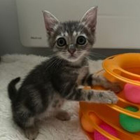   PHOEBE, jolie minette à l'adoption  