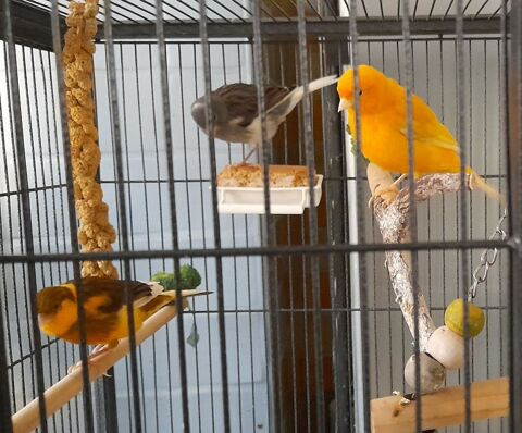 canaris 25 83160 La valette-du-var