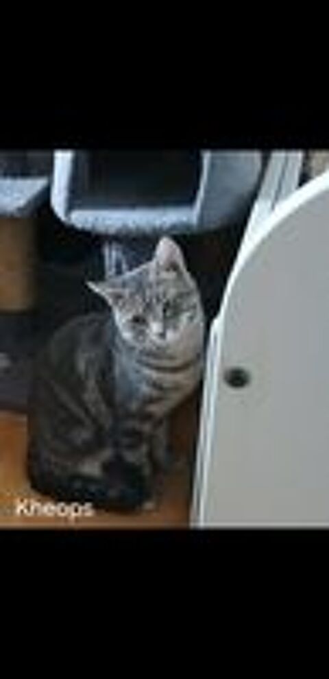   4 MIGNONS CHATONS  