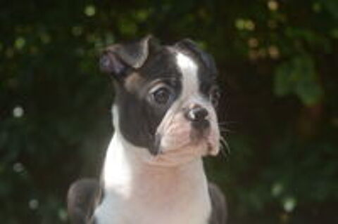   Reste 3 garçons chiots LOF Bostons terriers disponibles 