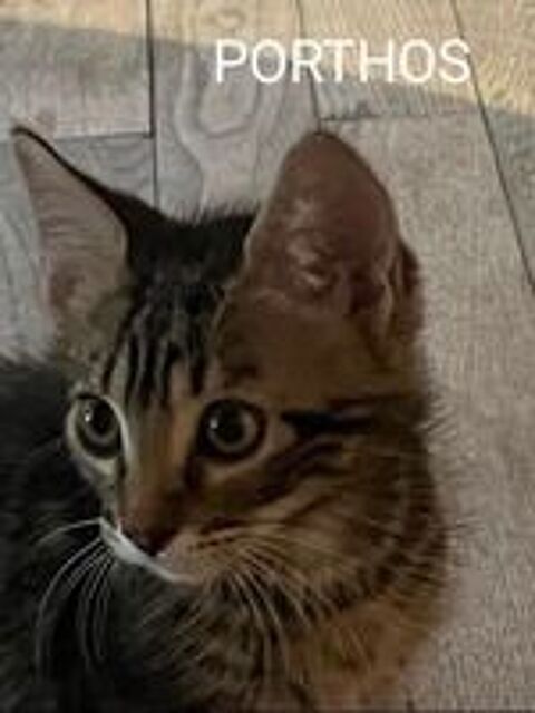   Chat PORTHOS à l adoption 