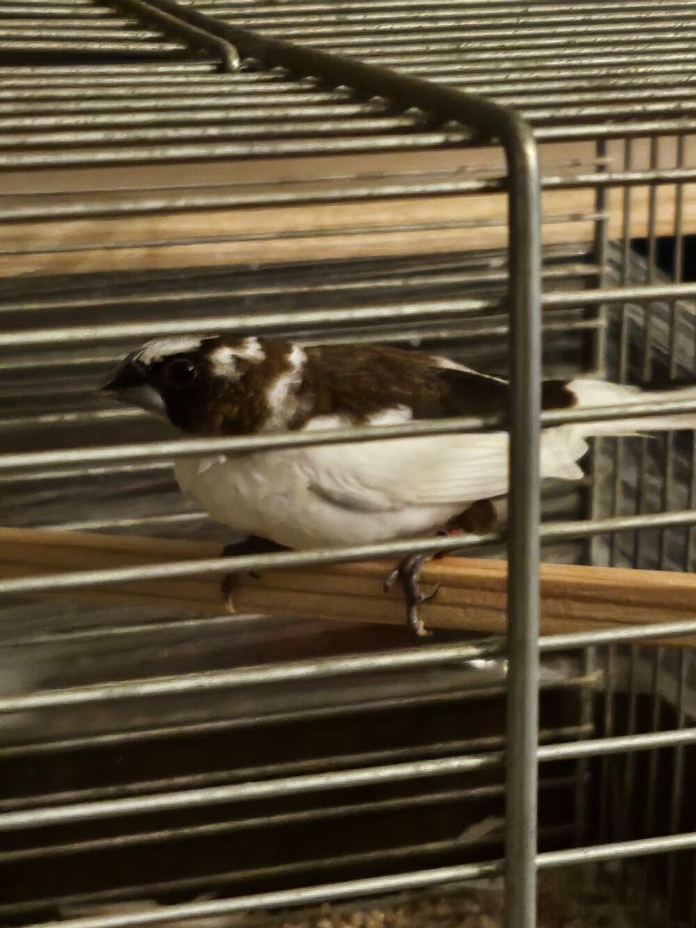   Moineau du japon femelle  