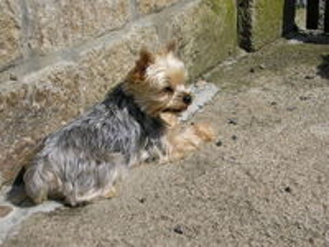   Yorkshire fem 4 ans 