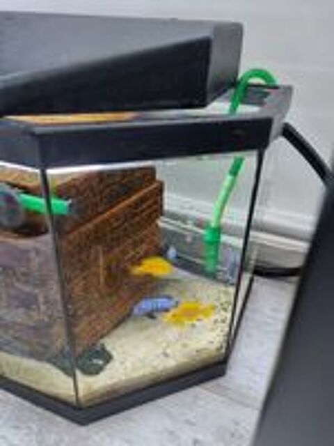   Poissons cichlid�s du lac Malawi 