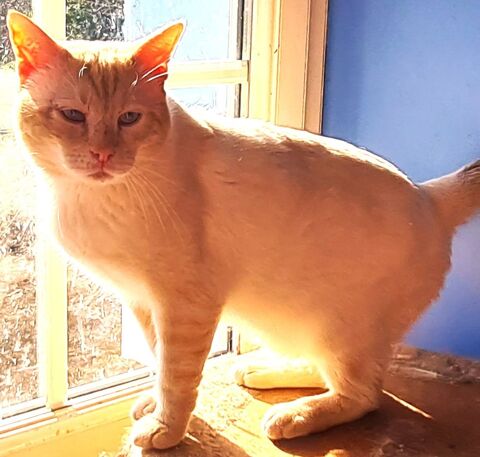 LEE CHAT ROUX CLAIR 6 ANS 195 92260 Fontenay-aux-roses