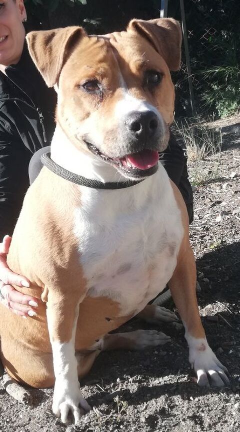 ANDALOUSIE,  5 ans 220 34500 B�ziers