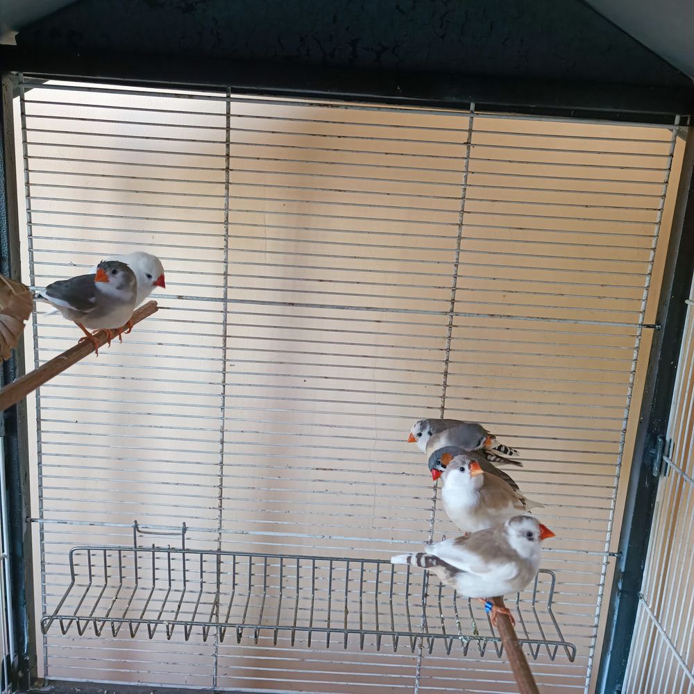   oiseaux exotiques 