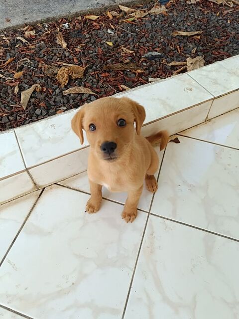 Veruka la bouille d'amour 300 14000 Caen