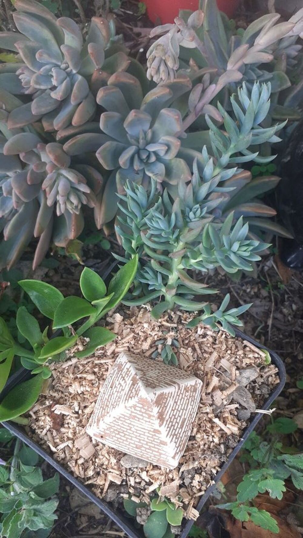 "Succulentes d'Exception : Offrez &agrave; Votre Jardin une Bouff&eacute;e Jardin