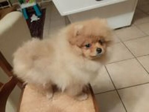   Magnifique chiot spitz allemand femelle naine 