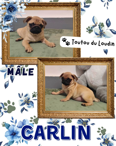 Chiot carlin m&acirc;le 800 18140 Pr�cy