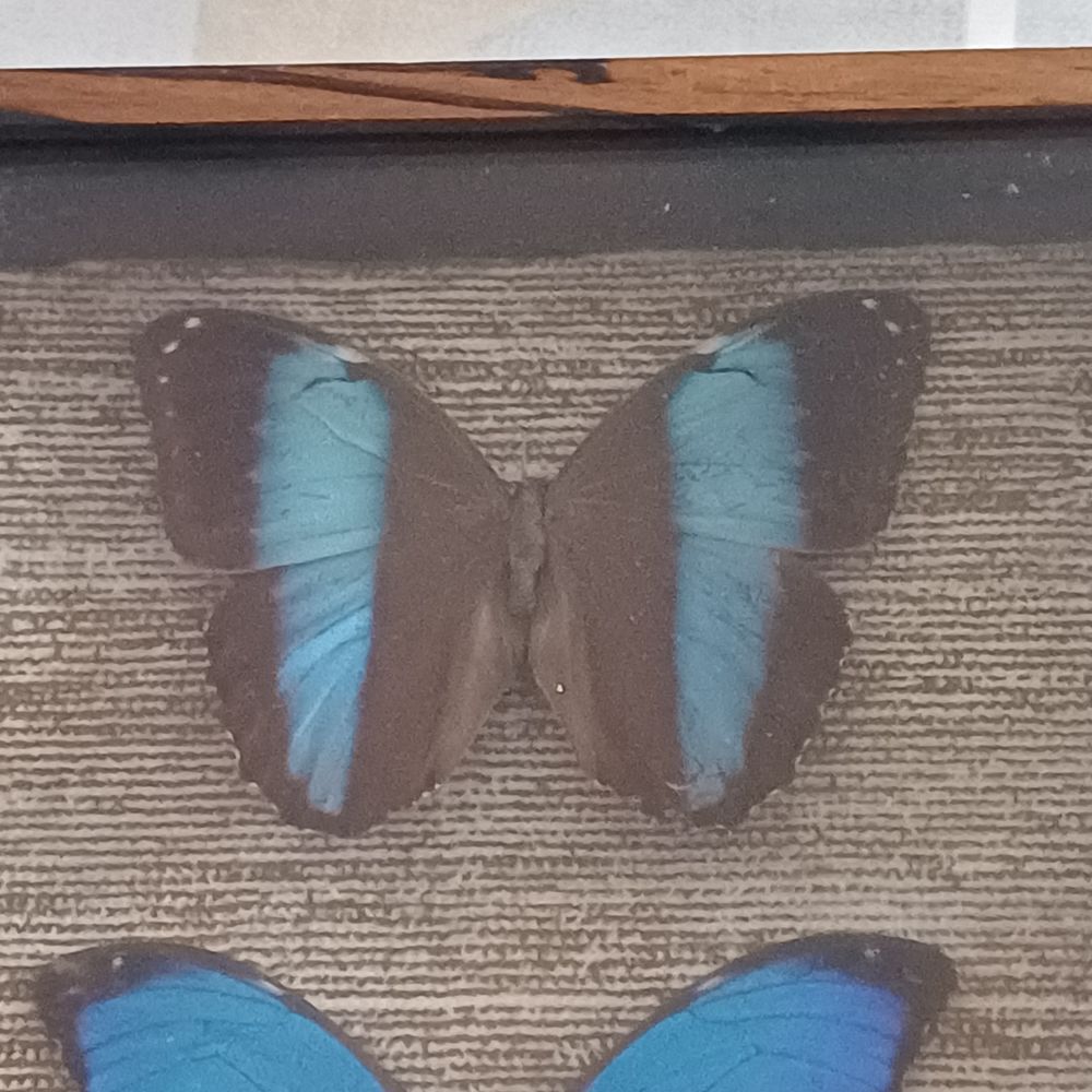 Papillon morpho Décoration