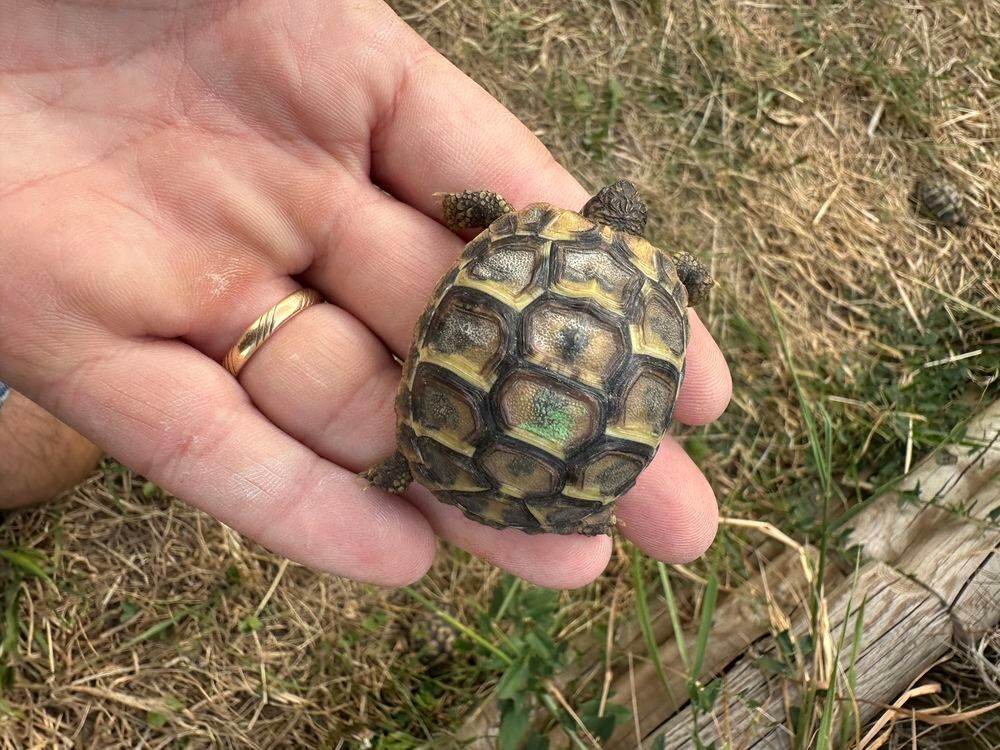   Tortue de terre 