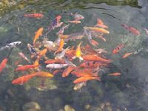   CARPE KOI 
