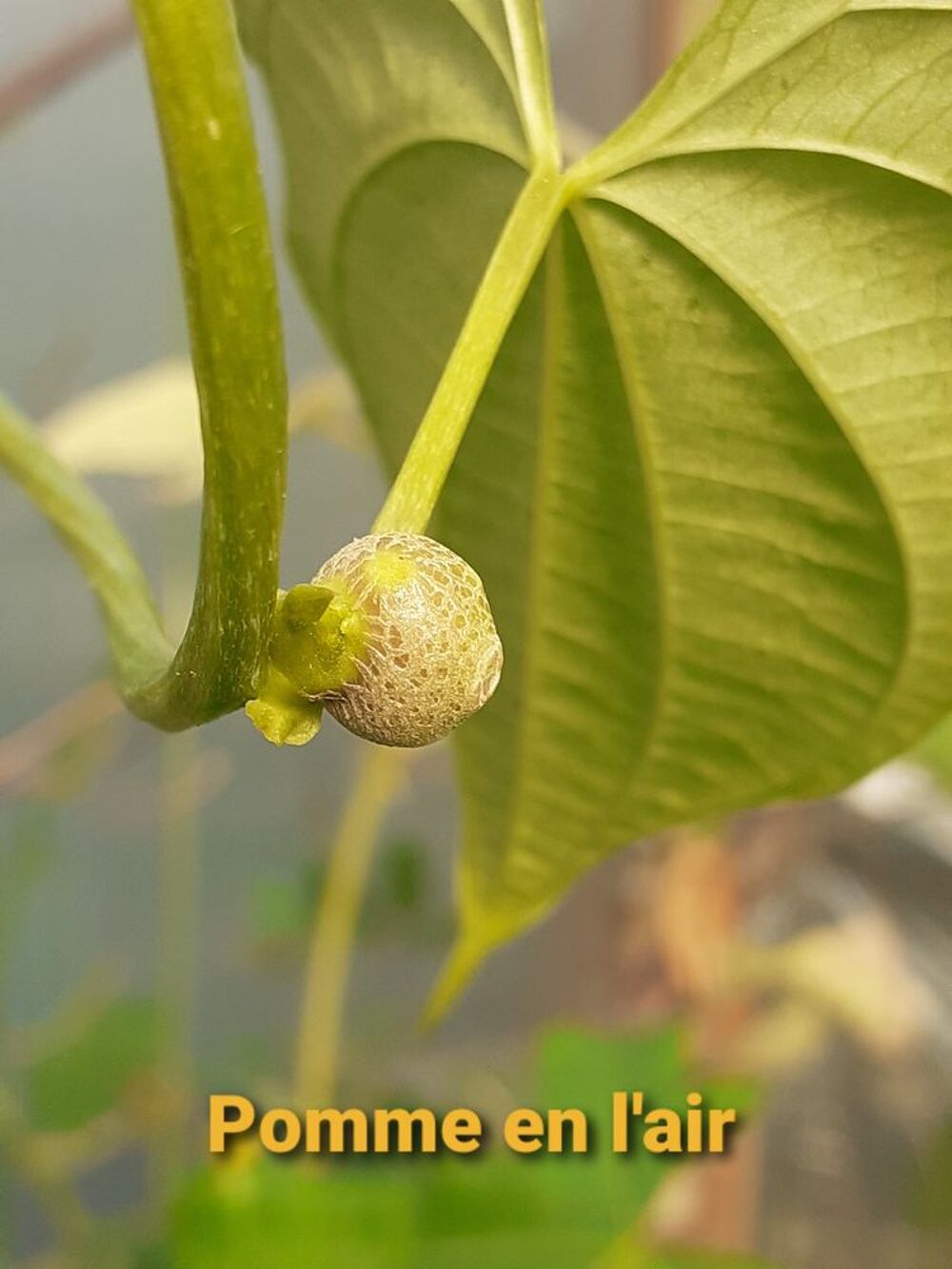 Plantes anciennes, rares toutes reproductibles Jardin