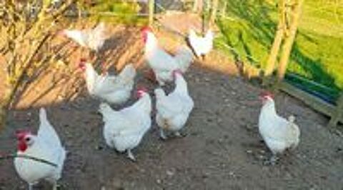   OEUFS FECONDES DE POULES DE BRESSE GAULOISES BLANCHES 