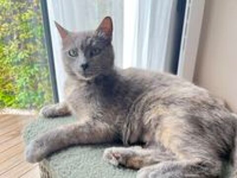   Chat BLUE à l adoption 