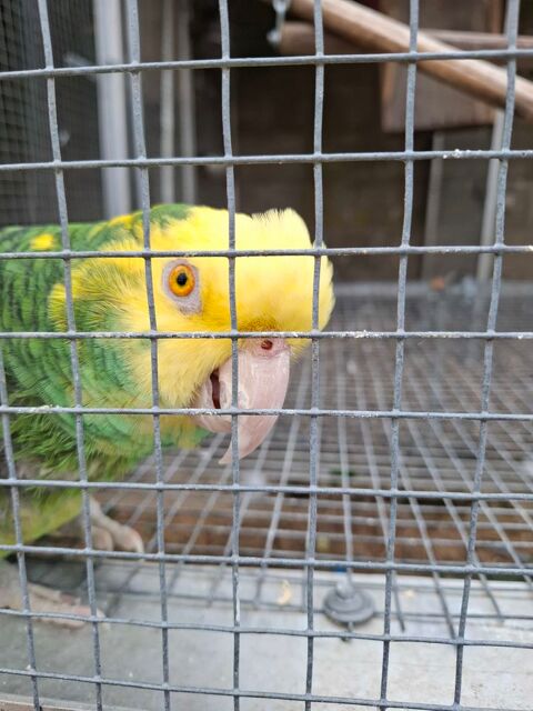 Oiseaux amazone 1000 28360 Fresnay-le-comte